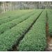 Organic Oolong GABA Gold Tea - Stress Relief, Focus & Clarity - 7oz Loose Leaf Refill - Buy Online on GoSupps.com