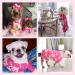 CuteBone Pink Pig Dog Pajamas XL Pet Onesie Coat - XLarge P46XL - Buy Online on GoSupps.com