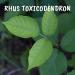 Rhus Toxicodendron 9CH Boiron Homeopathic Medicine - Buy Online on GoSupps.com