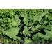 Burdock Root (Arctium Lappa L. - Radix Bardanae) / Grande Bardane Racine - Health Embassy (50g) - Buy Online on GoSupps.com