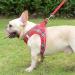 Suredoo XXS Dog Harness with Leash - Reflective Breathable & Anti-Train Design for Small & Medium Dogs - Red Checked Pattern - Buy Online on GoSupps.com