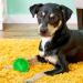 Buy Squeaky Rubber Balls for Dogs - 3-Piece Set in Bright Colors | Durable TPR Puppy Toys | Ideal Dental Pet Toys for Medium Dogs - Buy Online on GoSupps.com