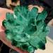 Green Phantom Quartz Crystal Cluster Specimen 200-1000G Suitable for Home HOMEZHOU (Size : Weight:600G-800G) - Buy Online on GoSupps.com