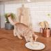 GimCat Cheese Rollis - Grain-Free Vitamin-Rich Cat Snack with Real Hard Cheese - Pack of 6 (140g Each) for International Shipping - Buy Online on GoSupps.com