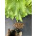 Trade Teamwork Relax Drops for Cats - Bach Flower Extract Treats with Rock Rose Star of Bethlehem and Clematis | 78g - Buy Online on GoSupps.com