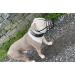 Genuine Leather Dog Muzzle for American Bully Bully XL and other similar snout (Natural Leather AB4) Natural Leather AB4 - Buy Online on GoSupps.com