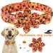 Buy Aring Pet Halloween Dog Halison - Sweet Orange Flower Design Adjustable Cotton Collars for All Dog Sizes (X-Large) - Buy Online on GoSupps.com