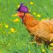 Funny Chicken Accessories: 6-Piece Feather Hat Costume for Small Pets - Adjustable Elastic Chin Strap for Chickens Ducks Parrots & Poultry - Buy Online on GoSupps.com