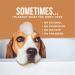 Natural Rapport Dog Cologne Spray - Between Bath Deodorant & Odor Eliminator - Female Scent 8 fl oz - Buy Online on GoSupps.com