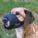 Trixie 19261 Black Muzzle with Mesh Insert - Polyester Size S - 1 Piece for Dogs | International Shipping Available - Buy Online on GoSupps.com