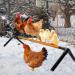10W Adjustable Chicken Heating Ribs - Thermal Coop Warmer for Birds & Pets | Constant Temperature Breeding Station - Buy Online on GoSupps.com