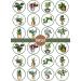PRECUT Plants Edible Cupcake Toppers - Crazy Plant Lady Theme Premium Thickness SWEETENED VANILLA - wafer card disc cake decorations (Pack of 12) - Buy Online on GoSupps.com