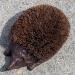 Woodside Heavy Duty Cast Iron Hedgehog Boot Brush & Scraper - Ideal for Wellies, Trainers, Shoes - Mud & Dirt Remover - Buy Online on GoSupps.com
