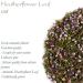 Heather Flowers and Leaves - Heather Flowers Tea Heather Flowers and Leaf Tea Heather Flower Heather Leaves Heatherflower Leaf 100g - Buy Online on GoSupps.com