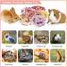 Buy Abiz 6-Pack Natural Luffa Rabbit Cake Toys for Guinea Pigs & Small Pets - Perfect for Hamsters Rabbits Rats & Chinchillas - Buy Online on GoSupps.com