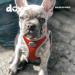 DDOXX Reflecting Airmesh Step-in Dog Harness - Adjustable for All Sizes | L (Orange) Neck 34-44 cm Breast 42-62 cm - Buy Online on GoSupps.com