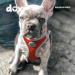 DDOXX Reflecting Airmesh Step-in Dog Harness - Adjustable Puppy Dishes for All Sizes - S (Orange) - Neck 20-28 cm | Breast 32-44 cm - Buy Online on GoSupps.com