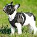 Eagloo Anti-Train Dog Harness for Small Dogs - Adjustable & Durable Black Vest with Reflective Strips for Walking & Jogging | 1 Pack - Buy Online on GoSupps.com