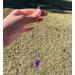 Natural Amethyst Pendulum | Esoteric Crystal for Chakra & Reiki Meditation | Wicca Spiritual Tools - Buy Online on GoSupps.com