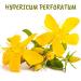 Boiron Hypericum perforatum 200CH Homeopathic Medicine 4 g 4 g (Pack of 1) - Buy Online on GoSupps.com