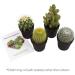 Altman Plants Assorted Cactus Collection - 2.5 Inch 4 Pack - Buy Online on GoSupps.com