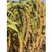 Nemeth Farms Spray Millet: GMO-Free Bird Treat & Supplement 1lb - No Stems, Only Edible Tops for Parakeets, Cockatiels, Lovebirds & Finches - Buy Online on GoSupps.com