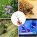 PEUTIER 14.8 Inch Reptile Feeding Tongs Easy-Grip Snake Feeding Tongs Non-Skidding Extra Long Tweezers for Terrarium Axolotl Bearded Dragon Ball Python Tank Accessories - Buy Online on GoSupps.com