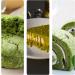 Biomatea Matcha japonais en poudre 150 g - Qualit culinaire sup rieure - Id al pour la p tisserie la cuisine les smoothies et le matcha latte le th matcha - Buy Online on GoSupps.com