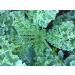 Kale Semi Blue Dwarf Curd Scotch Non-ogm Format Varieties - Buy Online on GoSupps.com