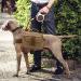 Buy Dilireba Tactical Dog Harness & Backpack for Large Dogs - Perfect for Camping Hiking & Travel - Buy Online on GoSupps.com