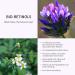 Buy Anti-Aging Bio Retinol 24k Rose Gold Face & Eye Serum - Hyaluronic Acid Bakuchiol & Niacinamide for Dark Circles Fine Lines Wrinkles - 1.0 Fl Oz - International Shipping Available - Buy Online on GoSupps.com