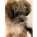 Roqsy Nature Dog Shampoo 500ml | Vegan Organic Natural for Long-Haired & Sensitive Skin | Allergy-Friendly for All Breeds & Fur Colors - Buy Online on GoSupps.com