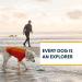 RUFFWEAR Undercoat Water Jacket - XS Campfire Orange for Dogs | Waterproof Durable & International Shipping Available - Buy Online on GoSupps.com