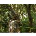 Ghillie Suit Full Face Mask Gloves Set | Ginsco 3D Leafy Camo | Men's Ghillie Suit for Hunting & Wildlife Photography | X-Large/XX-Large - Buy Online on GoSupps.com