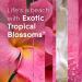 Glade PlugIns Refills Air Freshener Starter Kit - Exotic Tropical Blossoms - Scented Essential Oils for Home & Bathroom - 0.67 Fl Oz - Buy Online on GoSupps.com