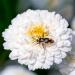 Essences Bulgaria Bio Roman Chamomile Essential Oil 5ml | 100% Natural & Vegan | Undiluted Bio-Certified Quality | Family Business | International Shipping Available - Buy Online on GoSupps.com