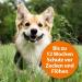 ARDAP Spot On for Small Dogs (up to 10kg) - Natural Tick & Flea Remedy - 3 x 1ml Tubes for 12 Weeks Protection - Buy Online on GoSupps.com