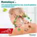 Himalaya Rumalaya Soothing Gel 50g - Fast-Acting Massage Gel for Renewed Vitality | International Shipping Available - Buy Online on GoSupps.com