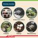 Buy Lucky Reptile Tortoise Bedding 50L - Premium Tortoise Soil for Healthy Habitat | International Shipping Available - Buy Online on GoSupps.com