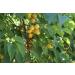 Arashan Apricots - Premium Dried Fruit from Kyrgyzstan | Pitted & Unsweetened (1 lb) - Buy Online on GoSupps.com