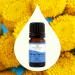 Buy Plant Therapy Blue Tansy Essential Oil 100% Pure | Natural Aromatherapy | Therapeutic Grade | 5 mL (1/6 oz) - International Shipping Available - Buy Online on GoSupps.com