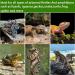 TeTupGa Reptile Lizard Lounger Bearded Dragon Hammock Natural Seagrass Hammock Bed with Suction Cups for Anoles Geckos Iguanas Hermit Crab Climbing Toys Tank Accessories for Habitats - Buy Online on GoSupps.com