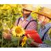 JUNG Sunflower Oil 6 X 1L - Premium High-Quality Frying Oil for Delicious Cooking | International Shipping - Buy Online on GoSupps.com