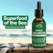 Country Farms Irish Sea Moss Liquid Supports Beautiful Skin Cleans and Detoxify Immune Support Promotes Healthy Gut Promotes Natural Energy Levels Burdock Irish Moss and Bladderwrack 2 Fl Oz - Buy Online on GoSupps.com
