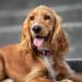 DISONTAG Personalized QR Code Dog ID - Customizable Online Profile | Secure Pet Privacy Control - Buy Online on GoSupps.com