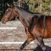 Polar Equine H10 Heart Rate Monitor Strap - Black Equestrian Gear for Horses and Trotting - Buy Online on GoSupps.com