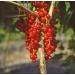 Buy Red Currant 'Rovada ' Bush in Container - Ideal for Home Gardens | Fast International Shipping - Buy Online on GoSupps.com