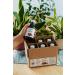 Buy Organic Raspberry Juice 6 Pack (6x250ml) - Pure Cold-Pressed Vegan No Sugar No Preservatives - Berriespolska  - Buy Online on GoSupps.com
