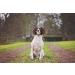 ChuckIt! Max Glow Ball Medium 2 Pack - Bright and Durable Dog Fetch Toy - Buy Online on GoSupps.com