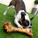Ultimate Ostrich "DINO" Bone. A Huge Safer Bone for Big Dogs - Buy Online on GoSupps.com